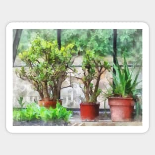 Bonsai in Greenhouse Sticker